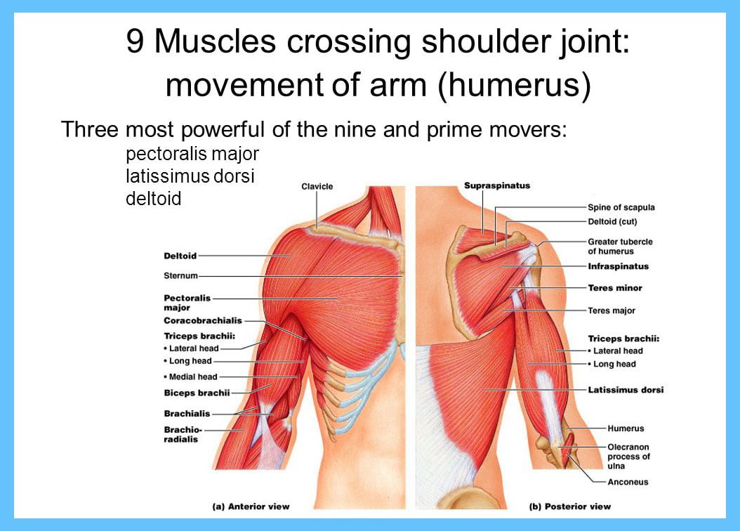 Shoulder Pain Diagnosis Chart